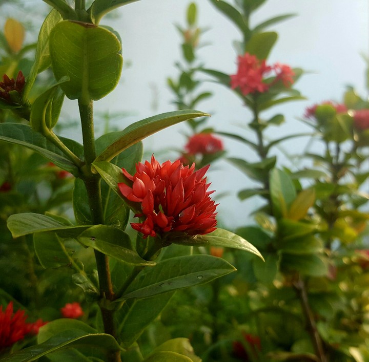 Red Beauty