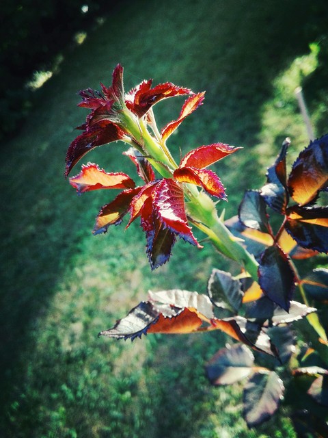 Blätter einer Rose