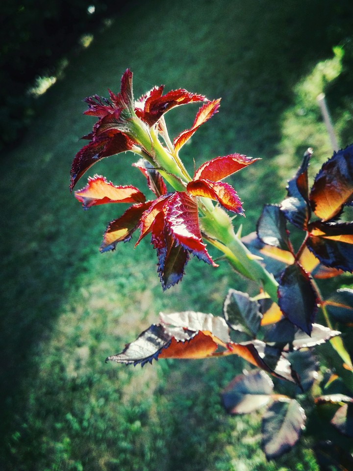 Blätter einer Rose