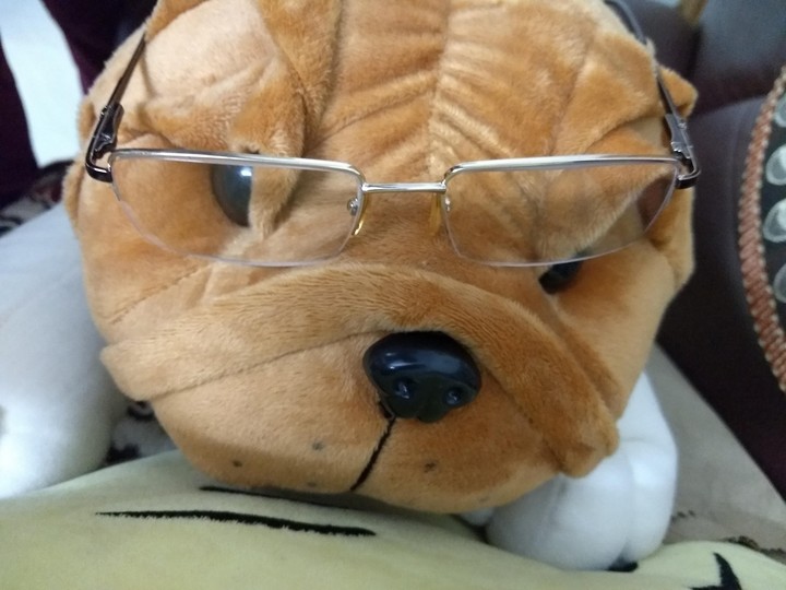nerdy doggy