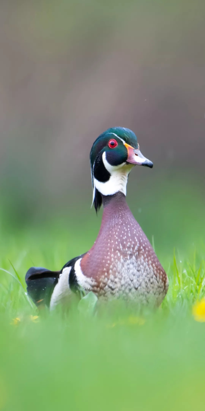 Duck