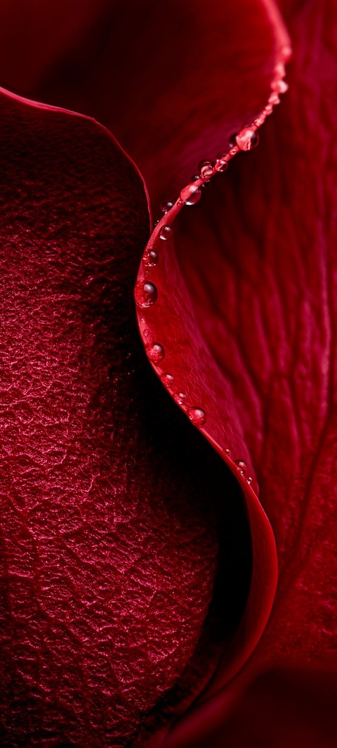 petal, Close-up桌布