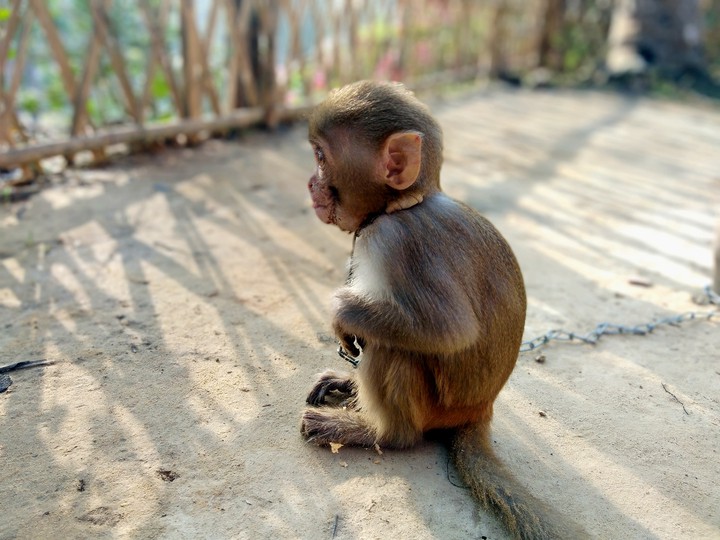 Monkey
