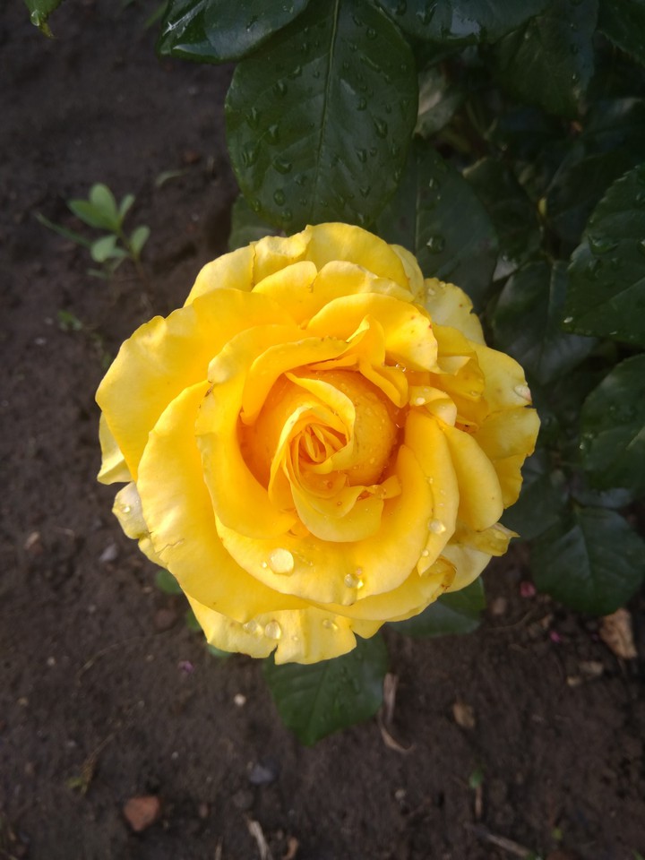 sun