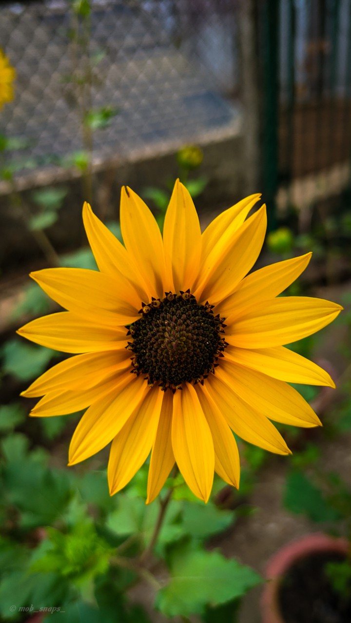 sun flower