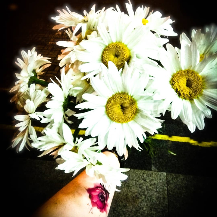 chamomiles