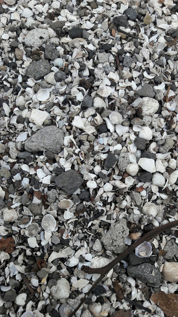 rocks and shells