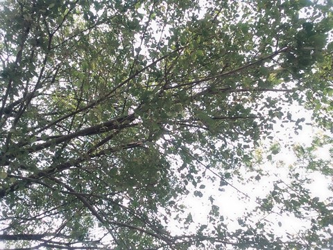 tapety ecosystem, plant