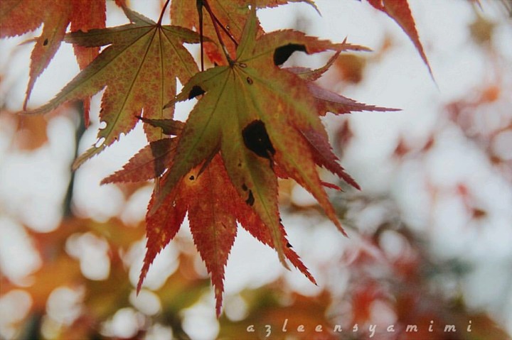 autumn