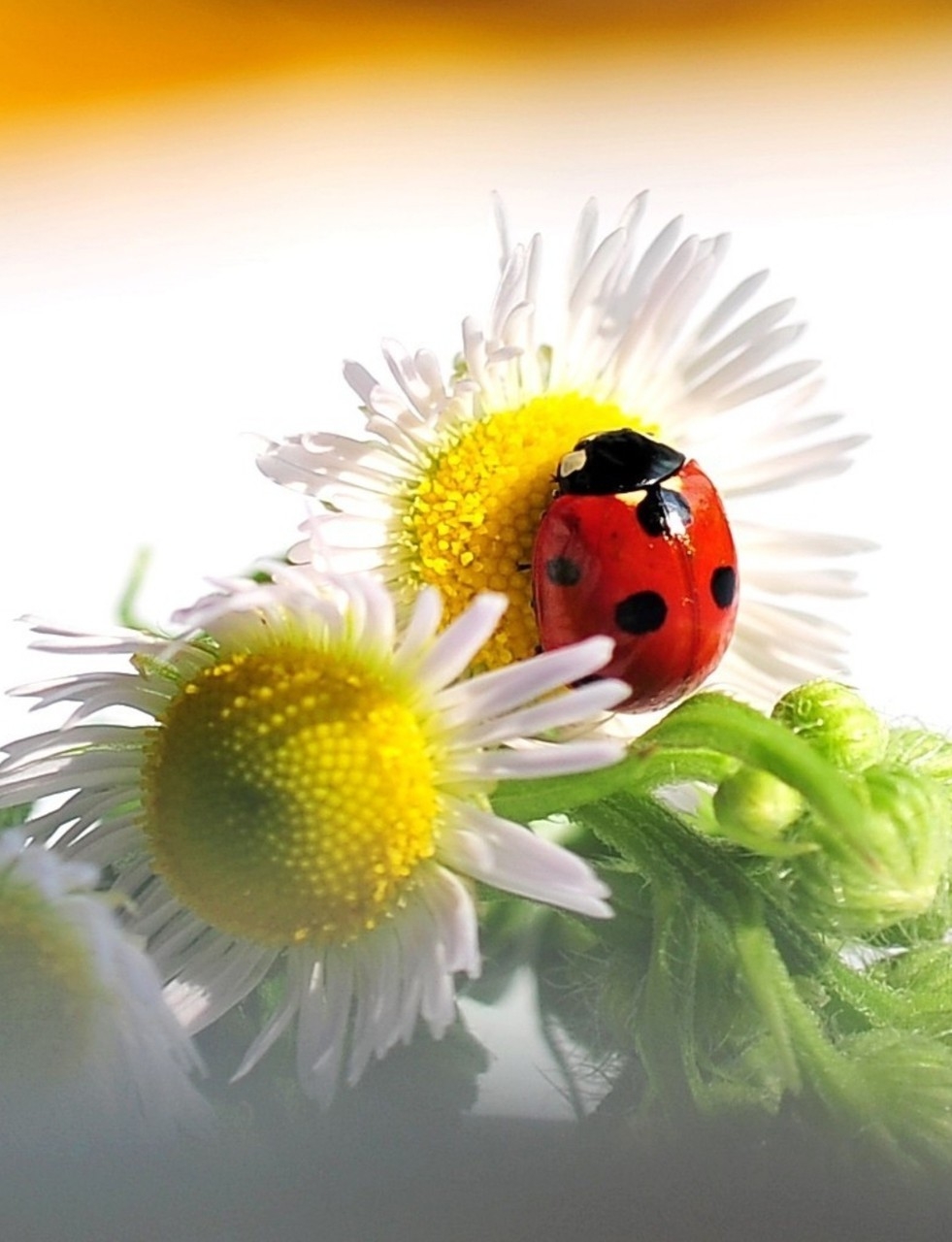 Coccinella su margherite