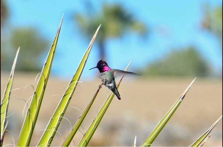 Desert hummingbird