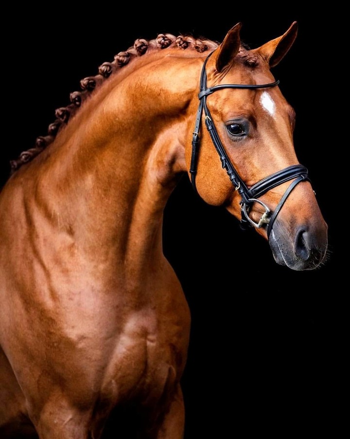 horses