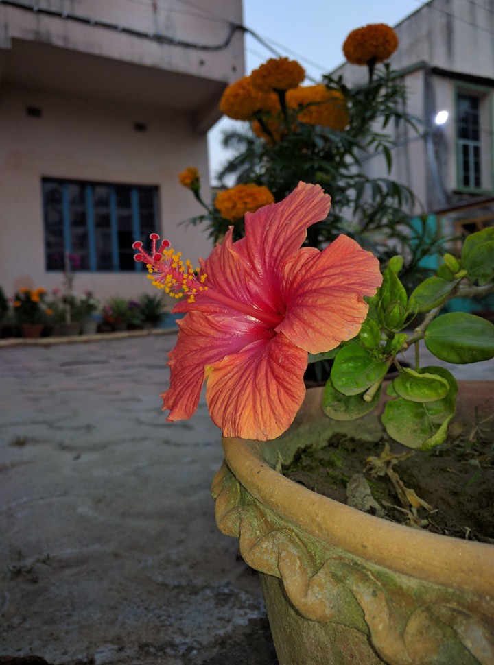 joba flower