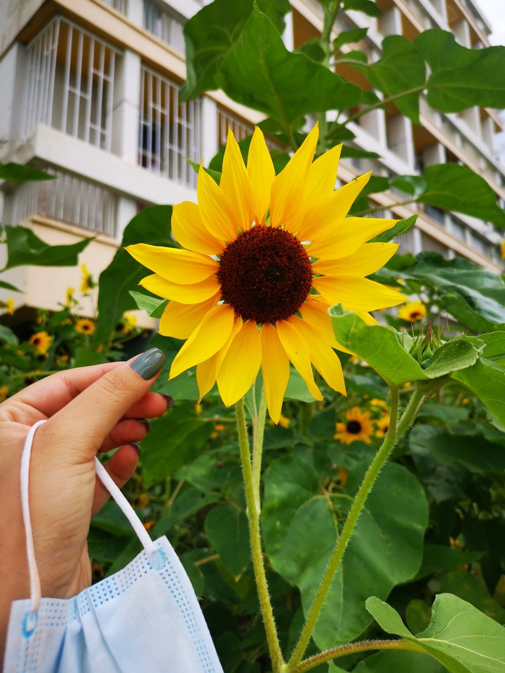 A sunflower, during Covid_19 times
