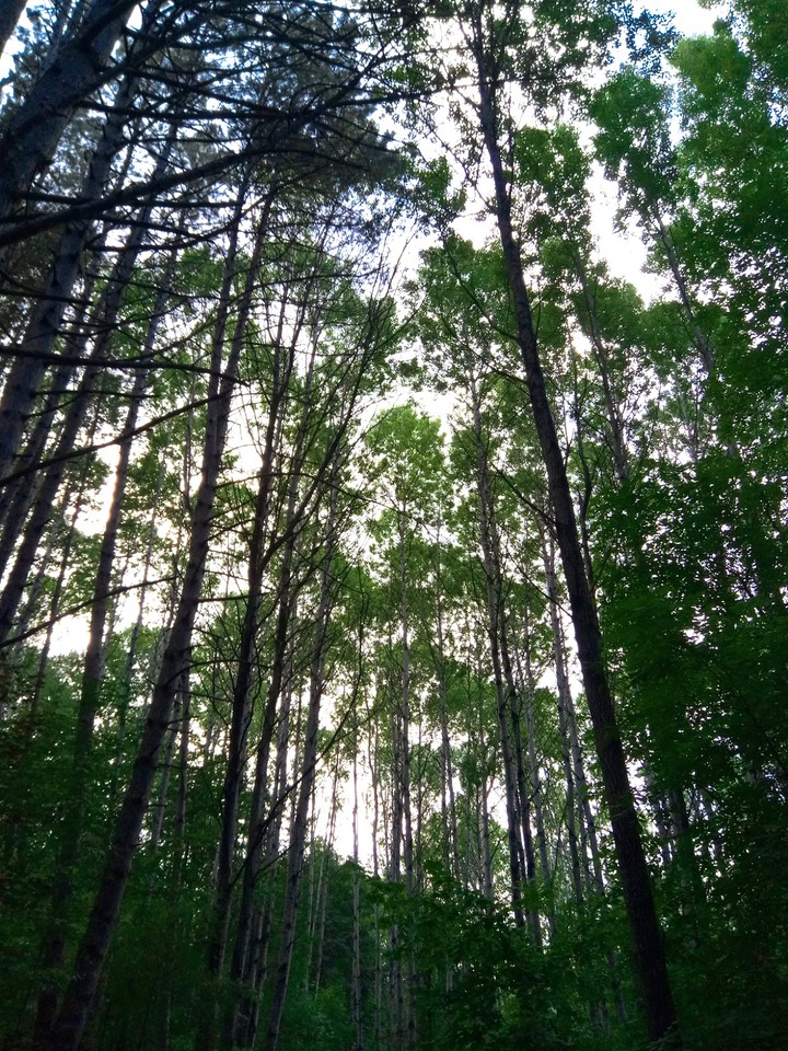 nature