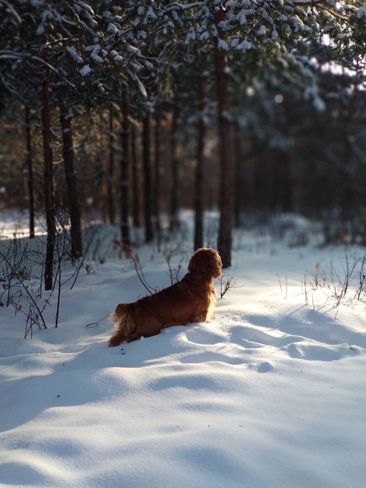 cocker and forest