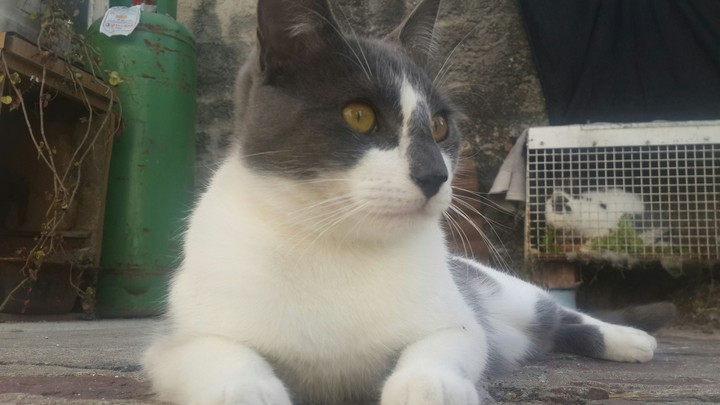 gatyo