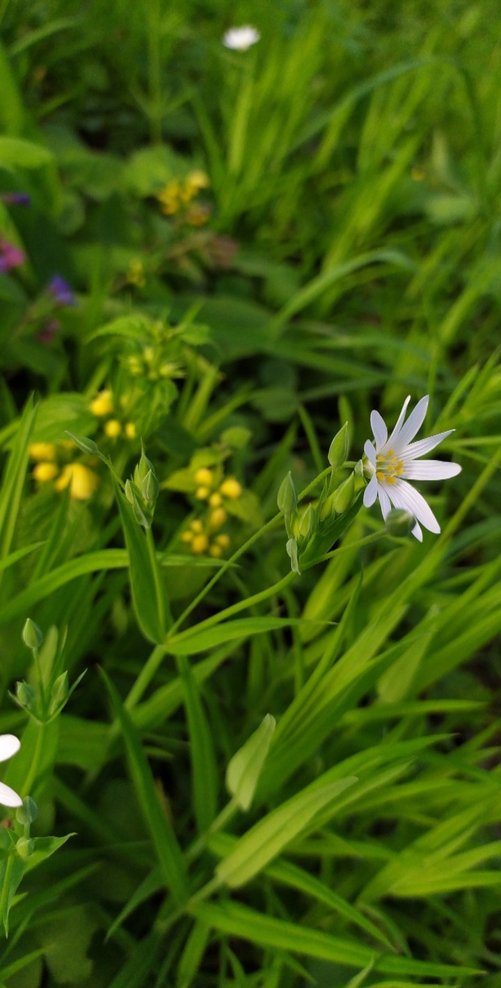 plants