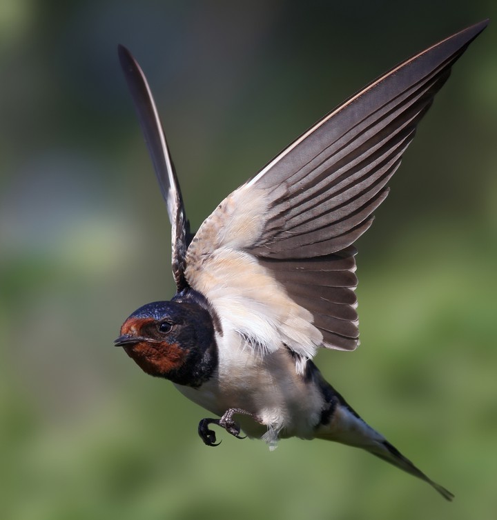 bird