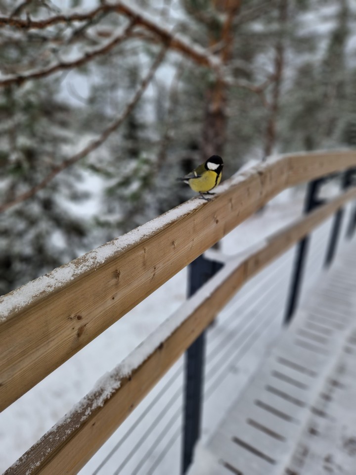 Синичка