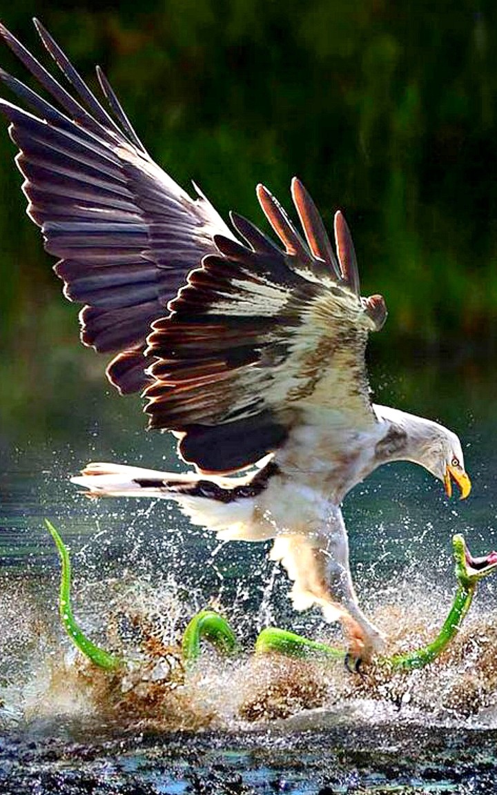 Eagle & sneacers