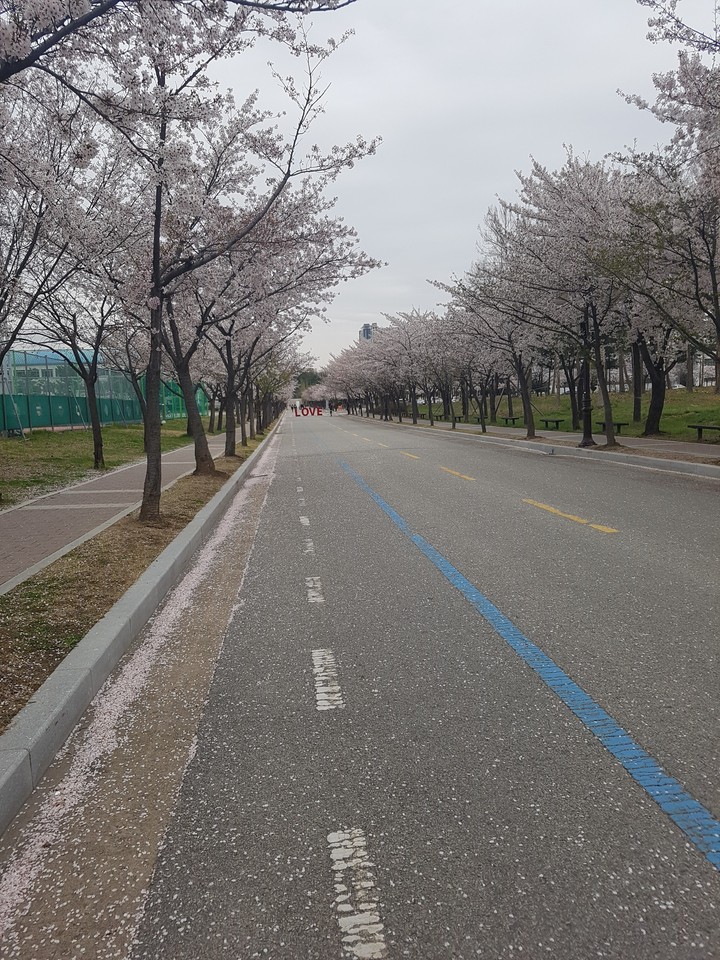 Cherry blossom