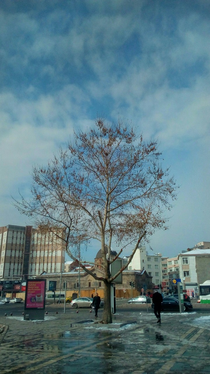 şehir ve ağaç