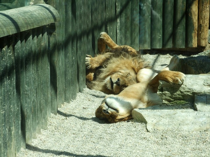 Sleep