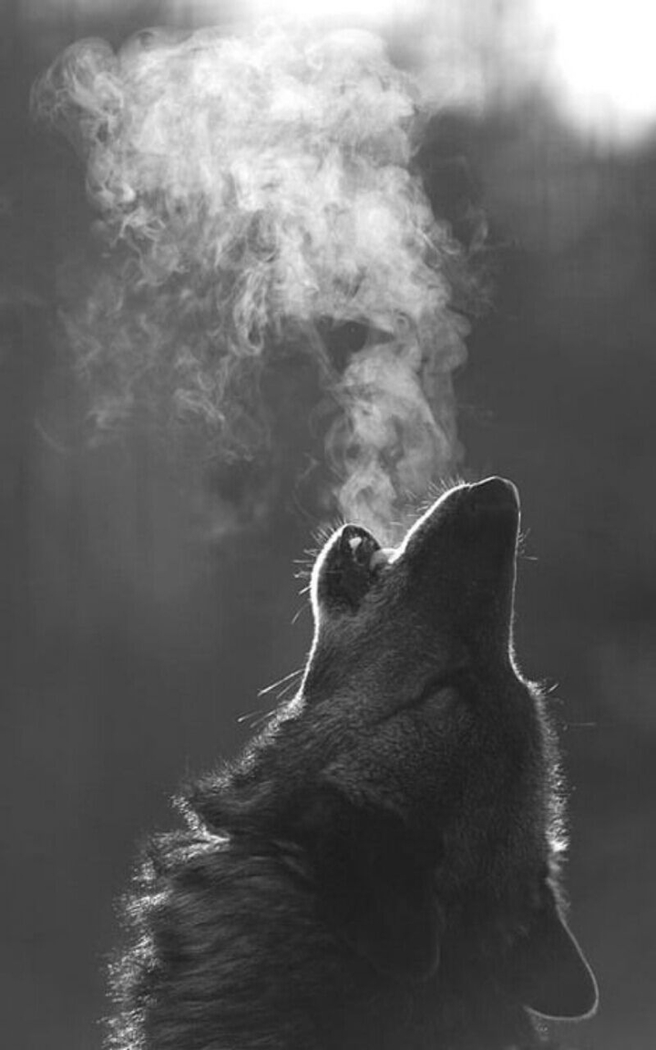 Grey wolf