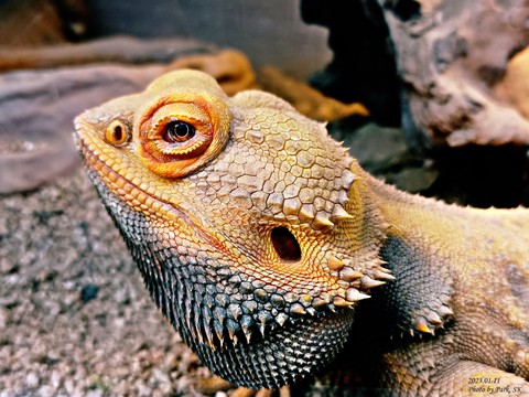 Close-up, iguania वॉलपेपर