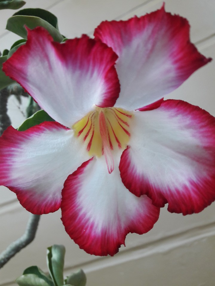 The beauty Red and White Flower