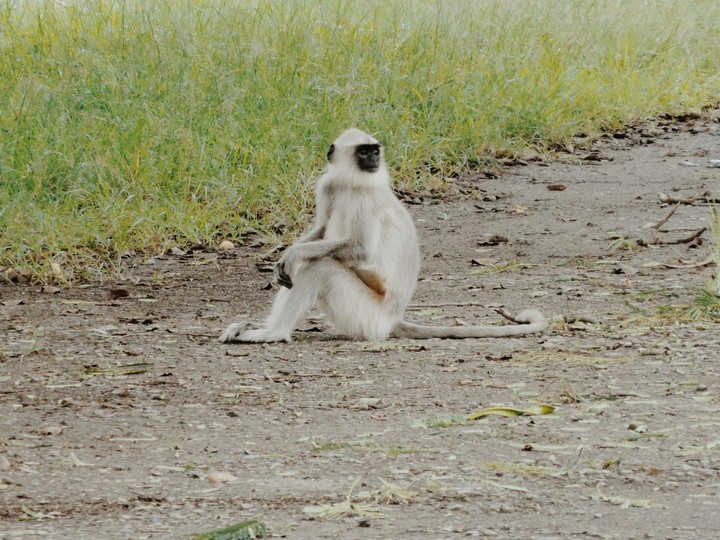 Lonely Ape