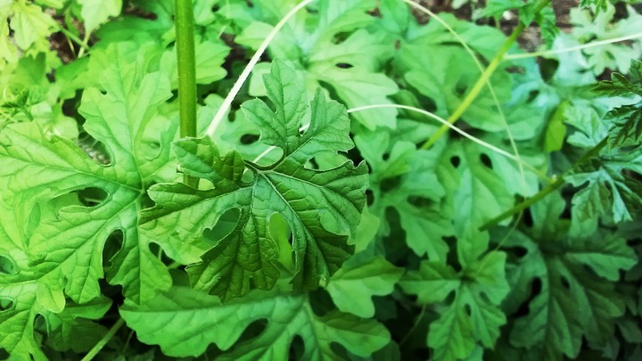 Leaves