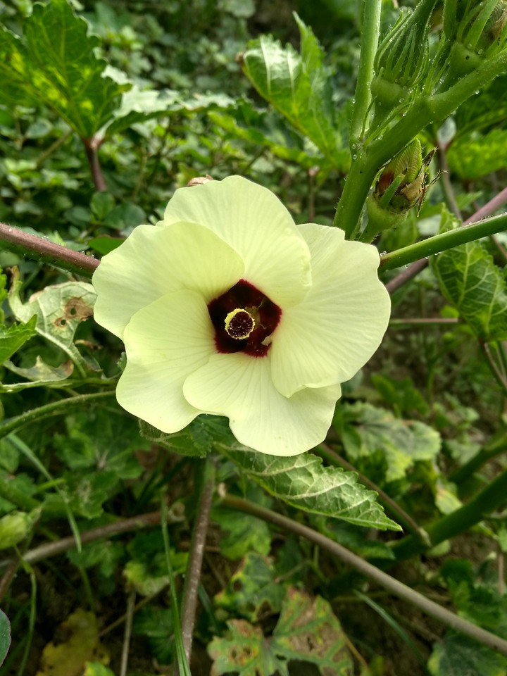 ladyfinger flower