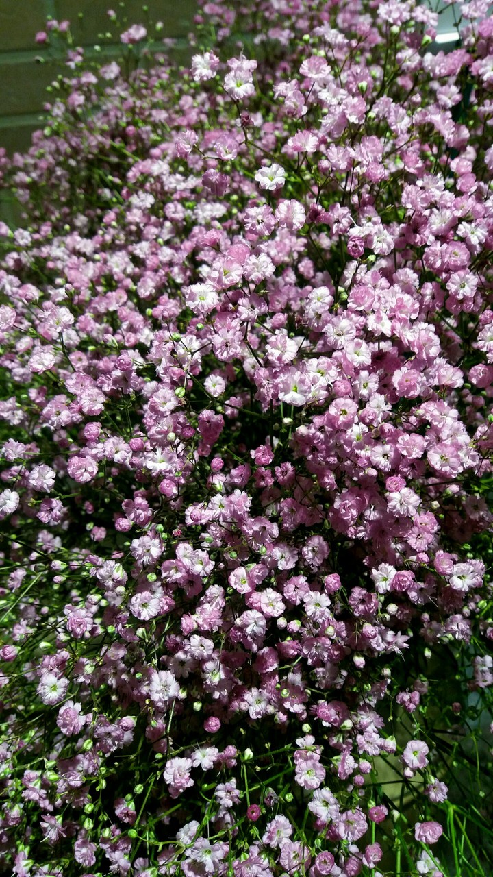 Gypsophila