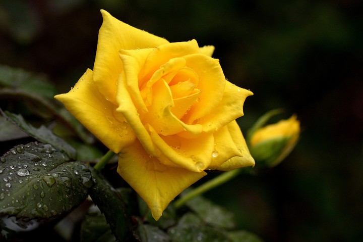 rose