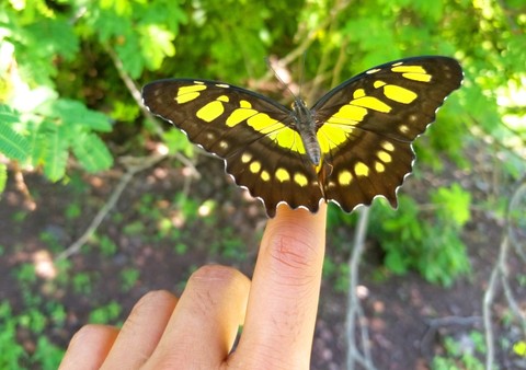 MARIPOSA A VOLAR, SAN LORENZO, GRO.