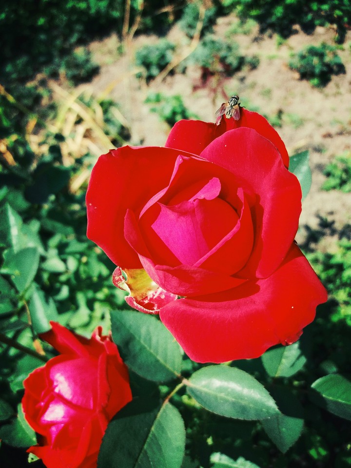 роза