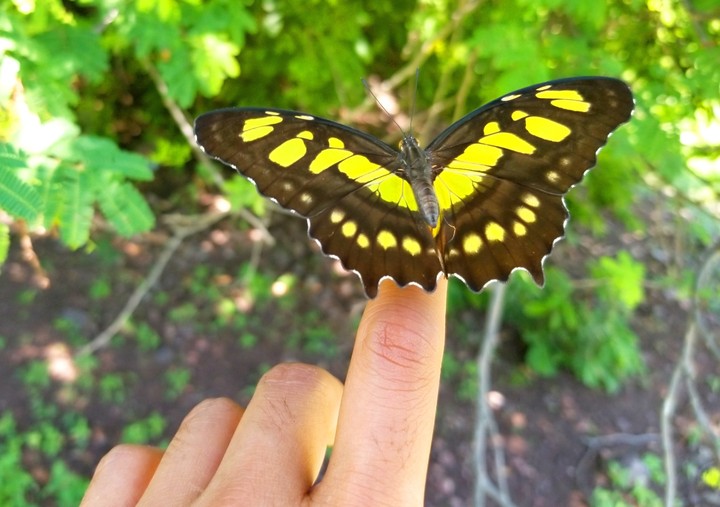 MARIPOSA A VOLAR, SAN LORENZO, GRO.