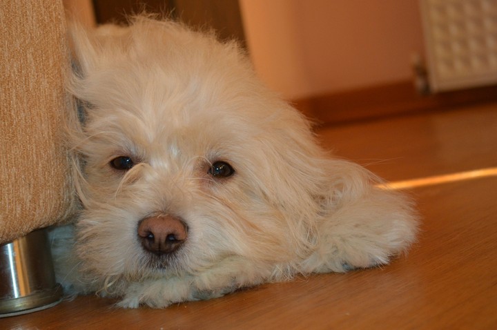 loyal friend
