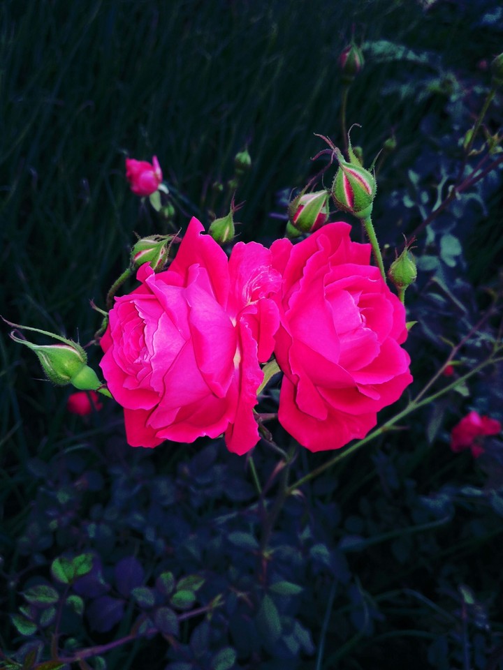 rose couple