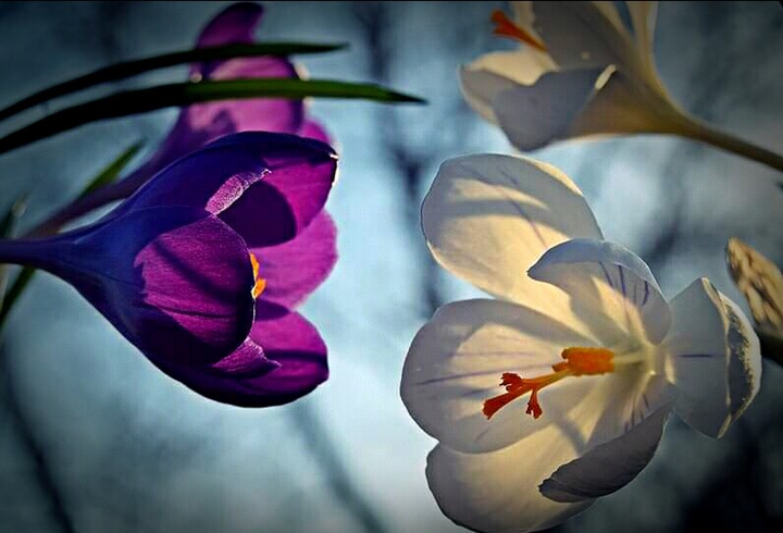 flowers