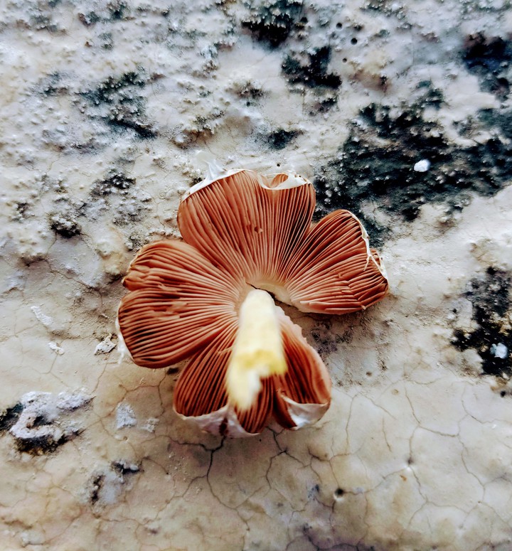 Mashroom  . My photography. .