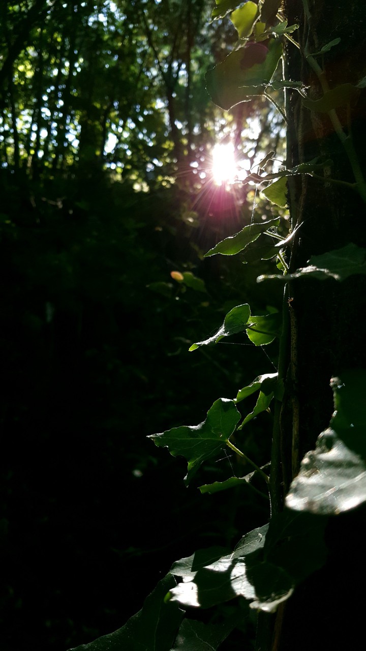 Sun