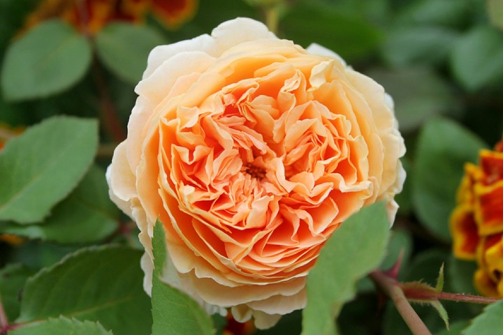rose