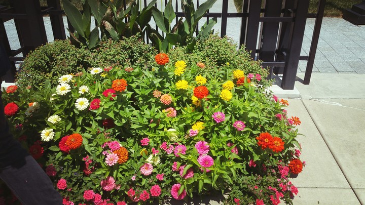 flowers 2