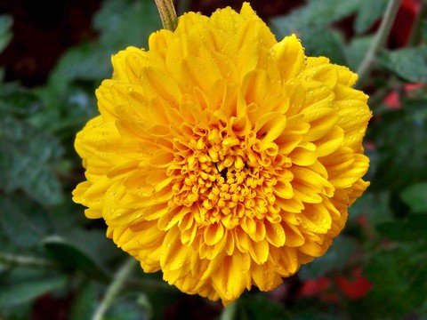 Marigold