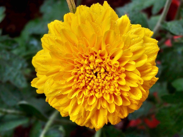 Marigold