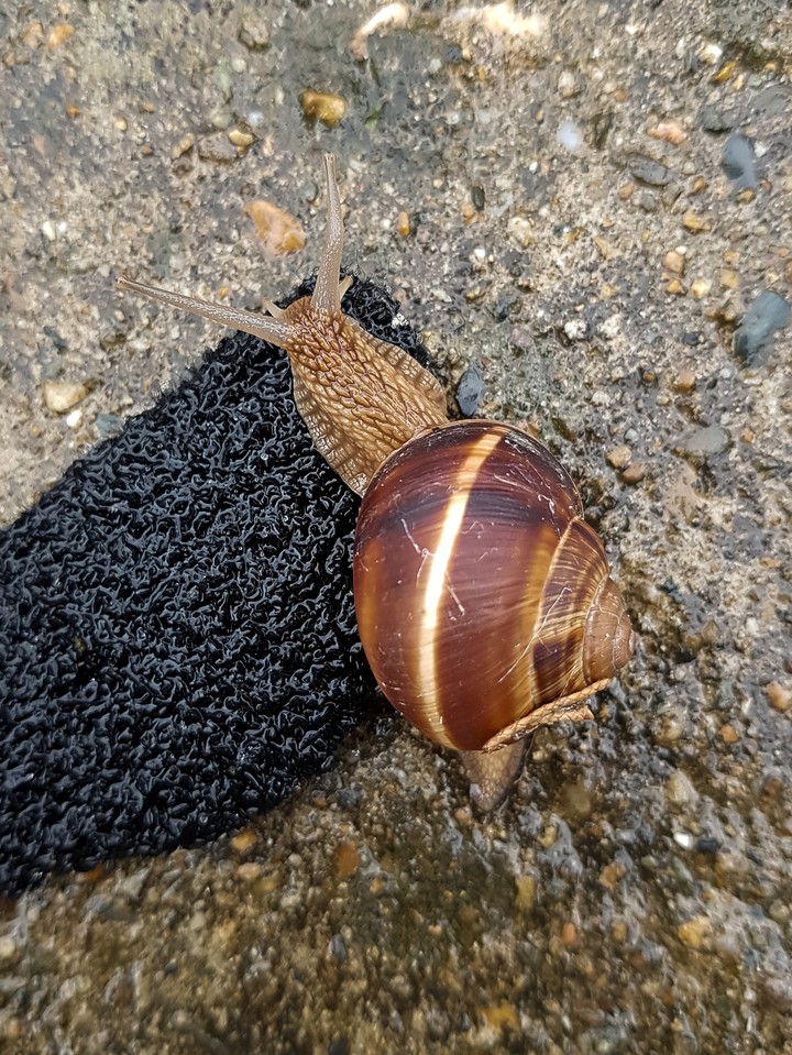 snail
