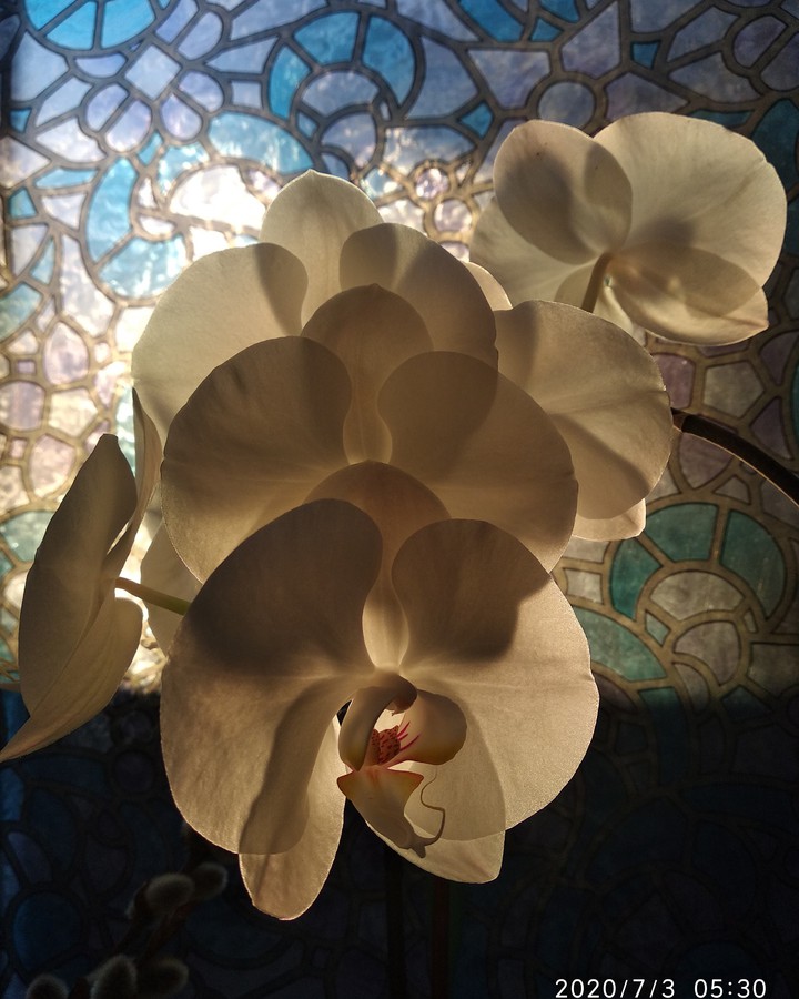 sunrise in flowers
